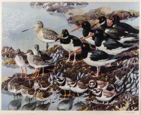 ***Charles Frederick Tunnicliffe (1901-1979) - Limited edition colour print - "At Low Tide" - Oyster catchers and other sea b