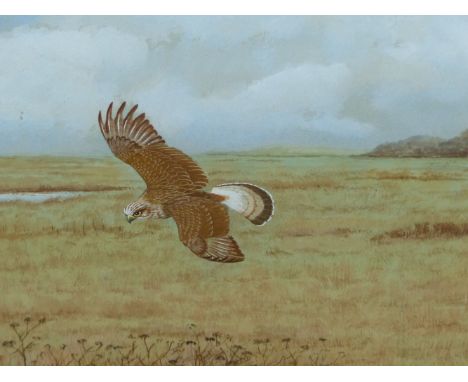 "FISH HAWK" DAVID K. WOLFE MURRAY (1929-2010) ARR. A HAWK SIGNED WATERCOLOUR 36 x 51cms
