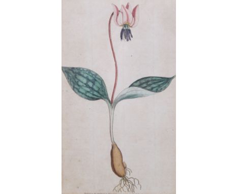 An 18th century hand colour engraving 'botanical study'. 'Published by W. Gurtis, March 1786'. 11cm x 20cm. Framed and glazed
