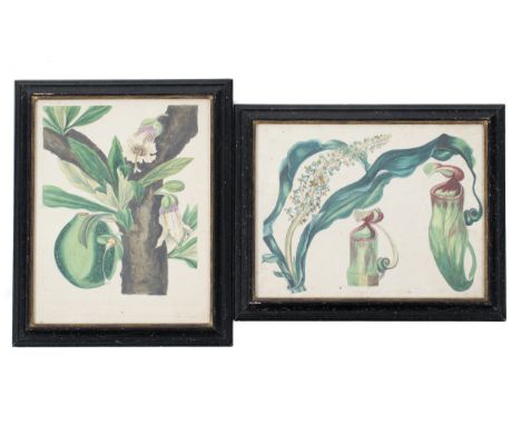 A pair of 19th century botanical watercolour studies. Including a pitcher plant. 29cm x 22cm. Both framed and glazed
