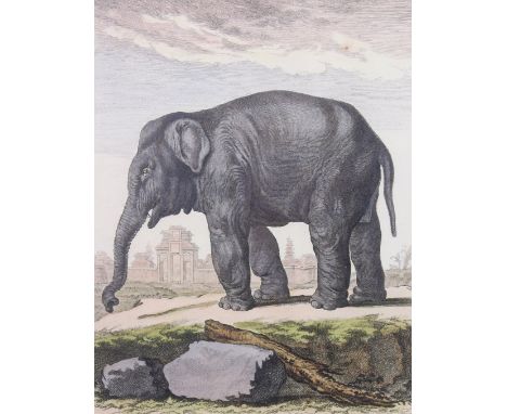 A coloured illustration print 'L'ELEPHAN FEMELLE'. Framed and glazed and mounted with gilt border. H22cm x 16cm H47cm x 42cm.
