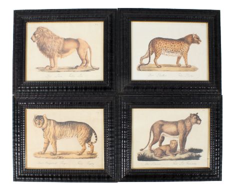 After Karl Joseph Brodtmann (Swiss 1787-1862), four Coloured lithographs. Panther (N.26), Tiger (N.27)., Lion (N.27) and Lion