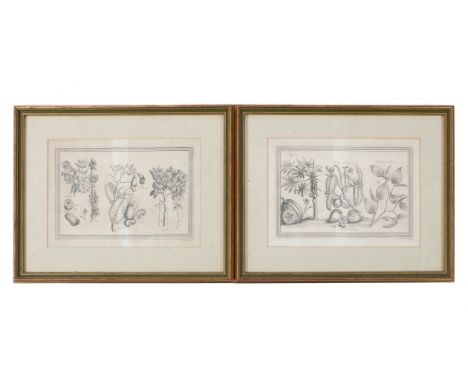 A pair of 18th century botanical illustrations. Including 'Papeyera' and 'Bilimbeira'. 31cm x 22cm. Both framed and glazed.