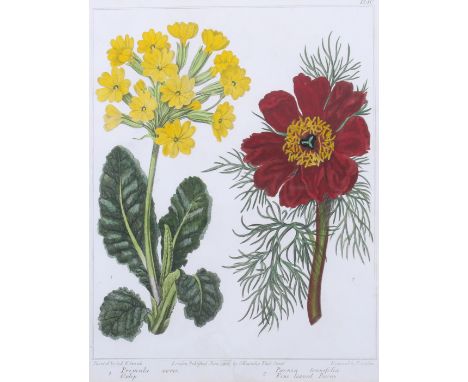 A 19th century hand coloured engraving 'botanical study'. 'Primula Oxlip, Pieonia', published by G. Kearsley, 1806, engraved 