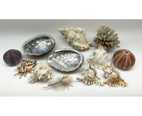 A collection of large shells, to include two large mother of pearl shells, two sea urchin shells, conch shell, Venus comb, pi
