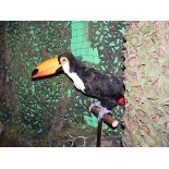 Toucan