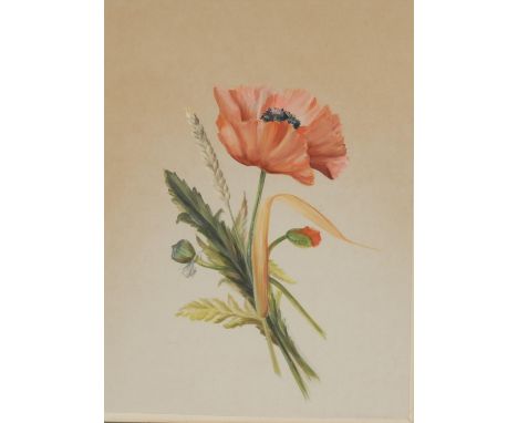 D M GrimwoodStill Life, Poppysigned, watercolour, 38.5cm x 28cm 