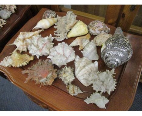 A collection of sea shells to include one in a white metal frame with inset hardstones 