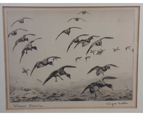 WIBIFRED AUSTEN (1876 - 1964), WIDGEON ALIGHTING lithograph, signed, label versoframed and under glassimage 16.5cm high x 21c