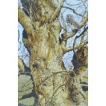 BOND, TERANCE JAMES (born 1946) British (AR), Little Owl, a signed limited edition print,