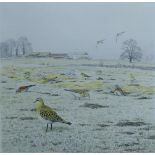 HARRIS, ALAN (born 1957) British (AR), Golden Plover, watercolour. 22 cm x 22 cm.