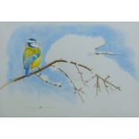 HAMPTON, MICHAEL (born 1937) British (AR), Blue Tit, watercolour. 18 cm x 26 cm.