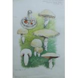 HARLE, DENNIS (1920-2001) British (AR), 3 studies of Fungi, watercolour. Each 28 cm x 19 cm.