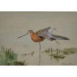 GREEN, ROLAND (1896-1972) British (AR), Bar-Tailed Godwit, watercolour, signed, framed and glazed.