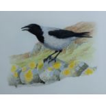 ARLOTT, NORMAN (1947-2022) British (AR), Hooded Crow, watercolour. 14 cm x 18 cm.