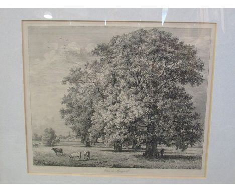An etching of cattle in field scene, framed and glazed, "Elms at Mongerell", 29cm x 36cm 