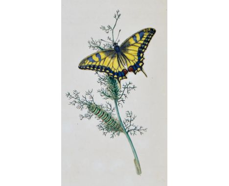 Donovan, Edward. The Natural History of British Insects, volumes 1 and 3-16 only, lacking volume 2, 540 hand-coloured engrave