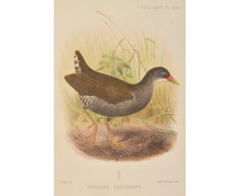 Proceedings of the Zoological Society of London. A broken run of society volumes, commencing January 1861 until June 1904, la