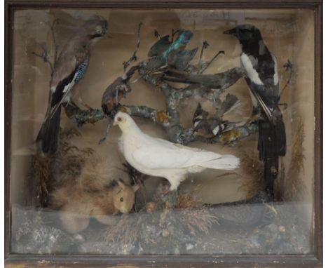 A taxidermy group by E Poole of Ashbourne, including red squirrel, jay, bullfinch, kingfisher, swift, magpie, chaffinch, dove