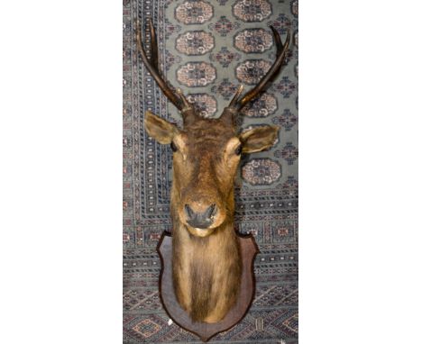 Taxidermy, a c.1920's stag head, six point antlers, mounted on a wooden shield