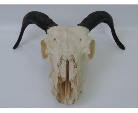 Ram Skull 