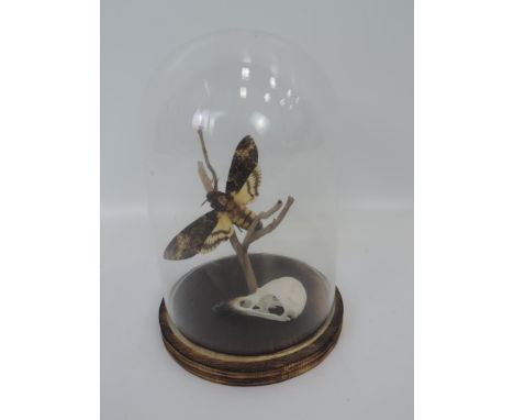 Cased Taxidermy Study of a Month and Rodent Skull under Glass Dome 