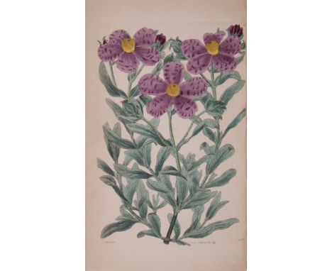 Botany.- Sweet (Robert) Cistineae. The Natural Order of Cistus, or Rock-Rose, first edition, 112 hand-coloured engraved plate