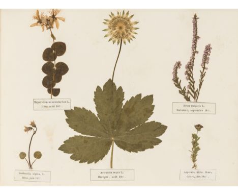 Botany.- Bordere (M.) Flore des Pyrenees, album of 108 pressed flowers mounted on 23 leaves, printed caption labels beneath w