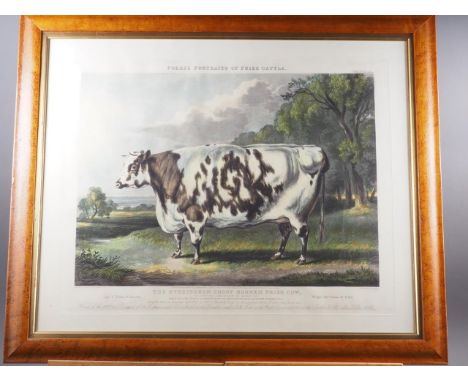 A 19th century hand coloured aquatint,&nbsp; from Fore's portrait of Prize Cattle, "The Everingham Short Horned Prize Cow", i