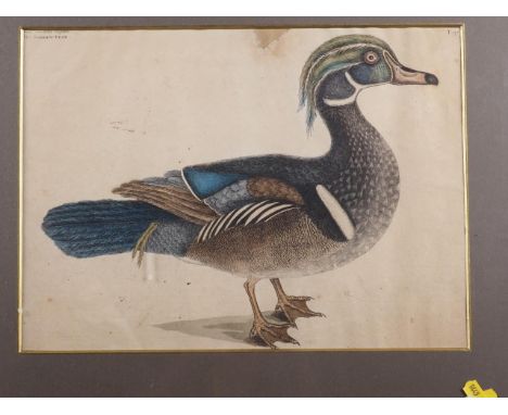 An early 18th century etching, "The Summer Dick", in gilt frame 