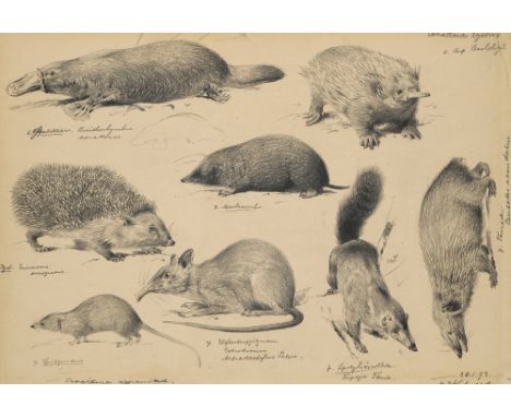 Zoologica Specifica - - Wilhelm Kuhnert. Schnabeltier, australischer Stacheligel, Maulwurf, Igel, Spitzmaus, Elefantenspitzma