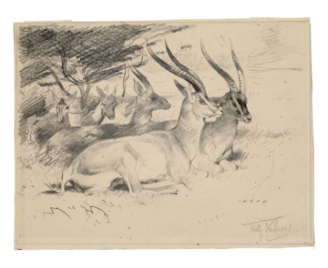 Zoologica Specifica - - Wilhelm Kuhnert. (Gazellen). Graphit auf chamoisfarbenem Papier. Blattmaße 18,5 x 25 cm. Signiert. Mi