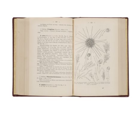 Botanik - Mykologie - - Kryptogamenflora der Mark Brandenburg und angrenzender Gebiete herausgegeben von dem Botanischen Vere