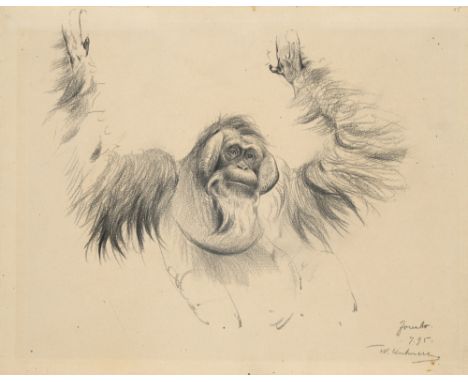Zoologica Specifica - - Wilhelm Kuhnert. Orang-Utan. 1895. Graphit auf chamoisfarbenem Papier. Blattmaße 23 x 29,5 cm. Signie