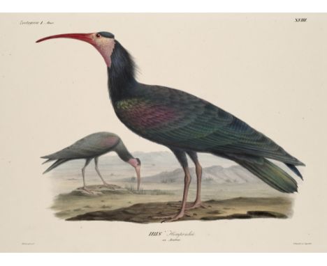 Zoologie - Ornithologie - - Christian Gottfried u. Friedrich Wilhelm Hemprich Ehrenberg. Symbolae physicae seu icones et desc