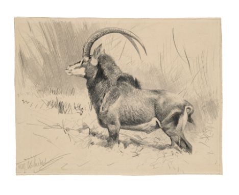 Zoologica Specifica - - Wilhelm Kuhnert. (Rappenantilope). Graphit auf chamoisfarbenem Papier. Blattmaße 18,5 x 24,5 cm. Sign