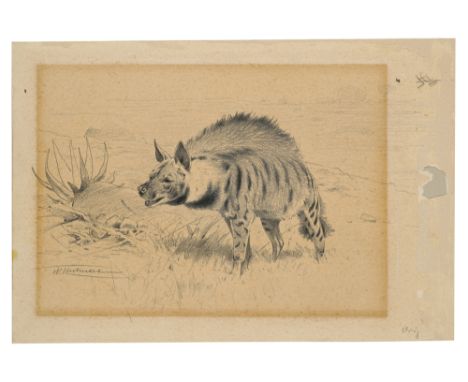 Zoologica Specifica - - Wilhelm Kuhnert. (Streifenhyäne). Graphit auf Papier. Sichtmaße 15 x 21 cm. Signiert. Voll auf Unterl