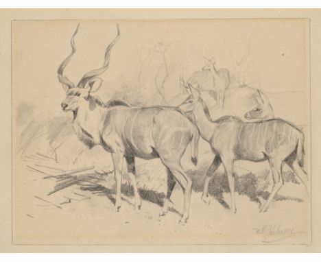 Zoologica Specifica - - Wilhelm Kuhnert. (Kudu Antilopen). Graphit auf chamoisfarbenem Papier. Darstellungsmaße 18 x 24,5 cm,