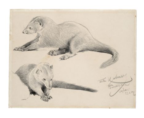 Zoologica Specifica - - Wilhelm Kuhnert. Manguste. Palatupana, Ceylan, 23.8.1907. Graphit auf festem Papier. Blattmaße 23,5 x