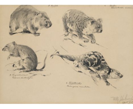 Zoologica Specifica - - Wilhelm Kuhnert. III. Wombat. III. Känguruhratte. Potorous tridactylus. 4. Koala. Phascolarctos ciner