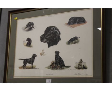 A SIGNED FRAMED AND GLAZED ALAN ELLISON 'FIELD SKETCHES' PRINT DEPICTING BLACK LABRADORS NO. 211/950