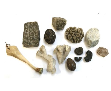 Natural history interest, a mixed lot of fossils, minerals and, to include a septarian nodule mineral sample, a brain coral s