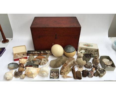 Natural history interest, a wooden box containing a large quantity of specimens, to include three large pieces of coral, conc