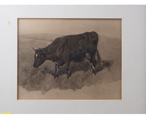 Lucy Kemp Welch: print, "Study of a black cow", 7" x 9", in strip frameCondtion report No apparent restorations or damages, u