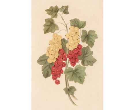 Brookshaw (George). Groups of Flowers, drawn and accurately coloured after nature, with full directions for the young artist;