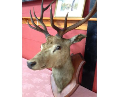 VINTAGE TAXIDERMY OF STAG HEAD WITH SHIELD WALL MOUNT 