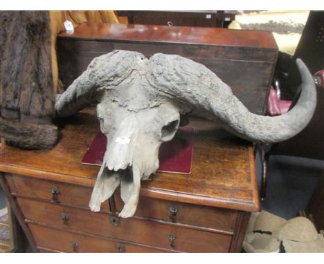 Musk ox or African buffalo skull with horns, and one other (probably antelope) skull