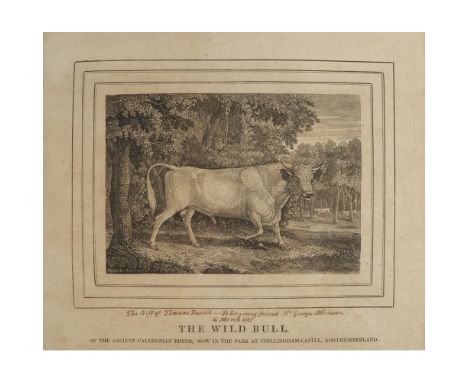 Bewick, Thomas  The Wild Bull... At Chillingham-Castle, Northumberland. Newcastle, 1789. Wood-engraving on paper, 25 x 30cm. 