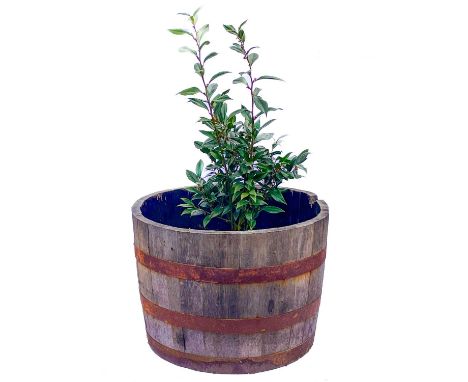 A metal bound coopered barrel planter.  With plant. Height 46cm, diameter 65cm.