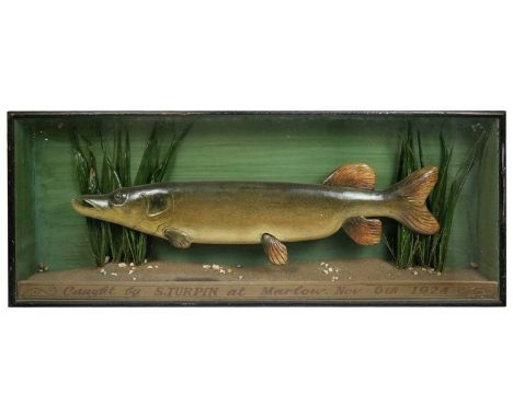 An early 20th Century wood carved painted model of a Pike. In a display case. Inscribed Caught by S Turpin at Marlow 1924. He
